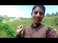 Vlog 7 First Time Mummy Vlog M Ay Apple Plucking Anjana Vlog