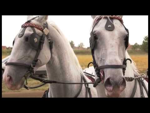 Lozovik: Konjičke trke na Petrovdan