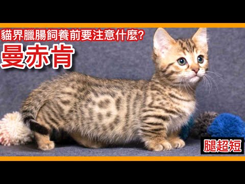 , title : '金氏紀錄「世界上最矮的貓」曼赤肯在台灣幾乎都是米克斯？明文禁止繁殖是因為基因上有潛在的致命疾病！【太神奇了傑克】【貓起來講EP1】'