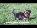 Morkie dogs for sale: Paige - Video 1