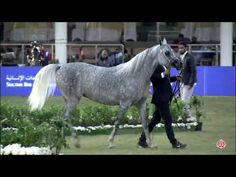 N.208 NADREEN AL SOMAA - 2020 PSAIAHF Al Khalediah Show - Mares 4-6 Years Old (Class 7A)