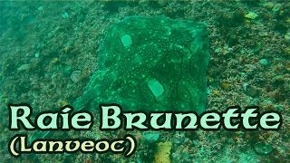 preview picture of video 'Raie Brunette (Raja Undulata) - espèce protégée, Lanvéoc (rade de Brest), 25 oct 2011'