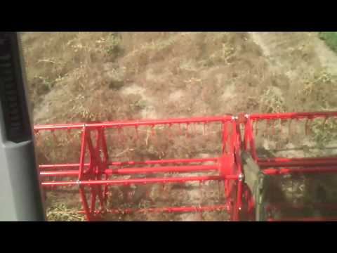 Zetva graska28.06. 2013.Bac