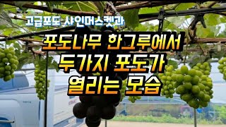 샤인머스켓 최상급 포도나무 한그루에 두가지 포도가