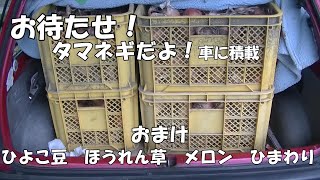 お待たせ！タマネギだよ！おまけ付