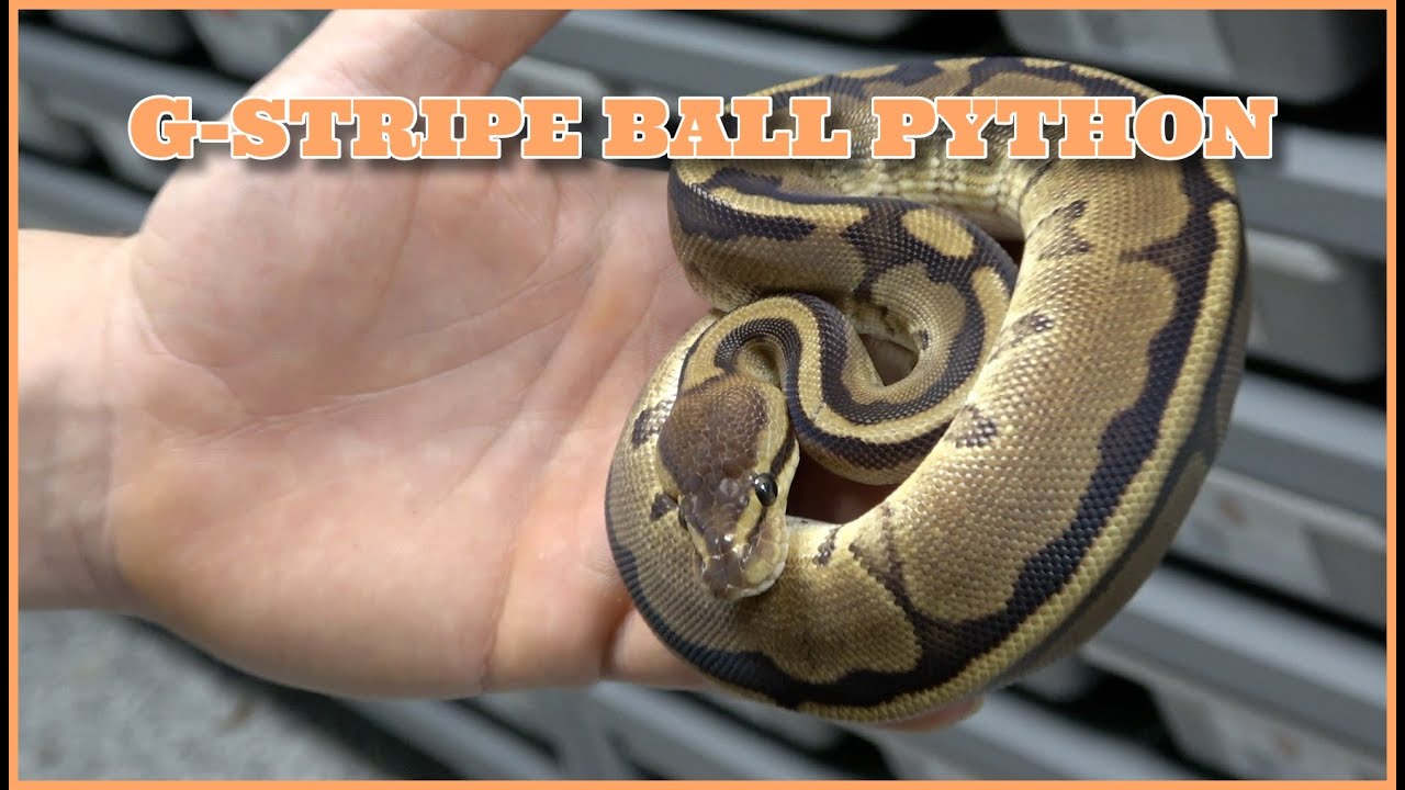 Showcase Saturday! G-stripe Ball Python!