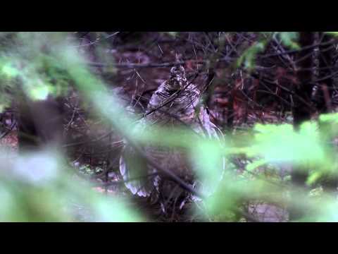 Drumming Partridge (Ruffed Grouse)