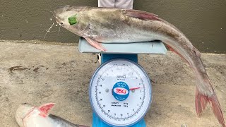 Download lagu Dapat Ikan mahal kita jual terus.. lumayan wangnya mp3 Download lagu Dapat Ikan mahal kita jual terus.. lumayan wangnya mp3