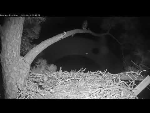 Great Horned Owl Transfers Prey To Potential Mate At Savannah Nest – Sept. 11, 2020