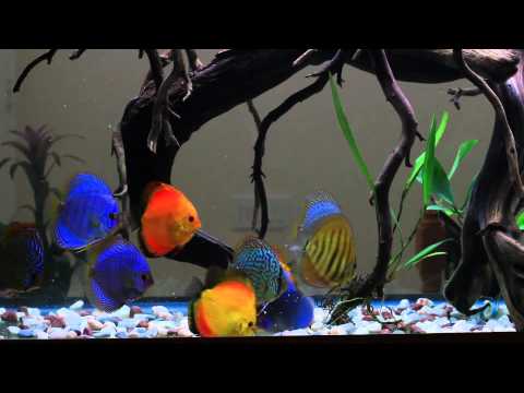 Discus Tank - 120g - August 27, 2011