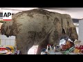 Wild Elephant Raids A Grocery Store In Thailand For Snacks