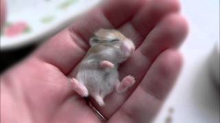 morgen ben ik rijk  gers pardoel