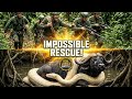 GIANT ANACOBRA Attacks Wild Buffalo In Jungle Shocking Rescue Wildliferescue Animals