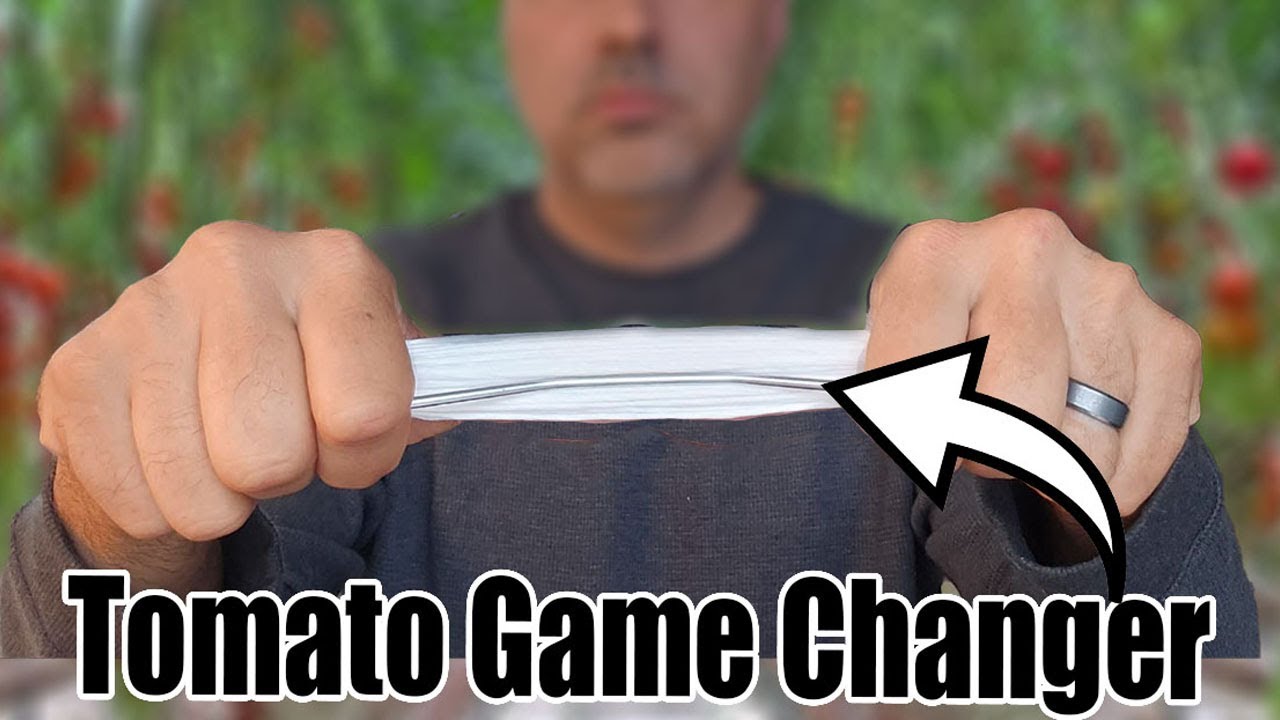 The ONE Tomato Growing Hack That Actually Works!