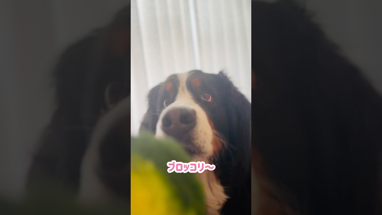 野菜大好き‼️ブロッコリーを夢中で食べるバーニーズ🐾