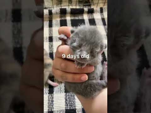 Kitten evolution ❤️ #kitten #kittenrescue