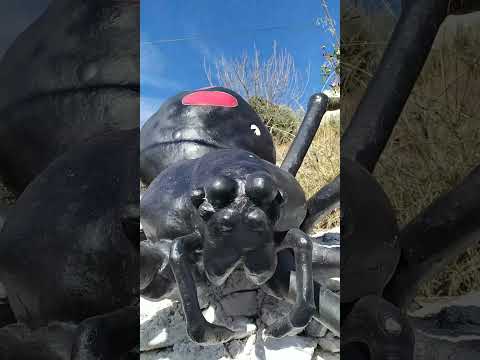 Araña gigante de más de 2 metros vista en Soportújar, ojo que es muy peligrosa.