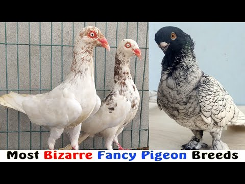 , title : 'Top Varieties Of Fancy Pigeon #30'