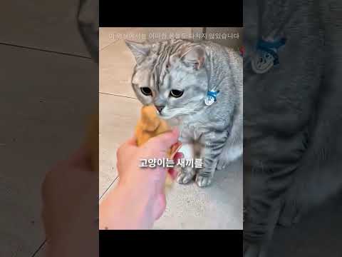 고양이 뒤에 오리알을 몰래 놔뒀다 🐱😳