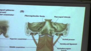 16 -Neck(Dr.Hossam Yehia )7-12-2015(Pharynx till Nasopharynx)