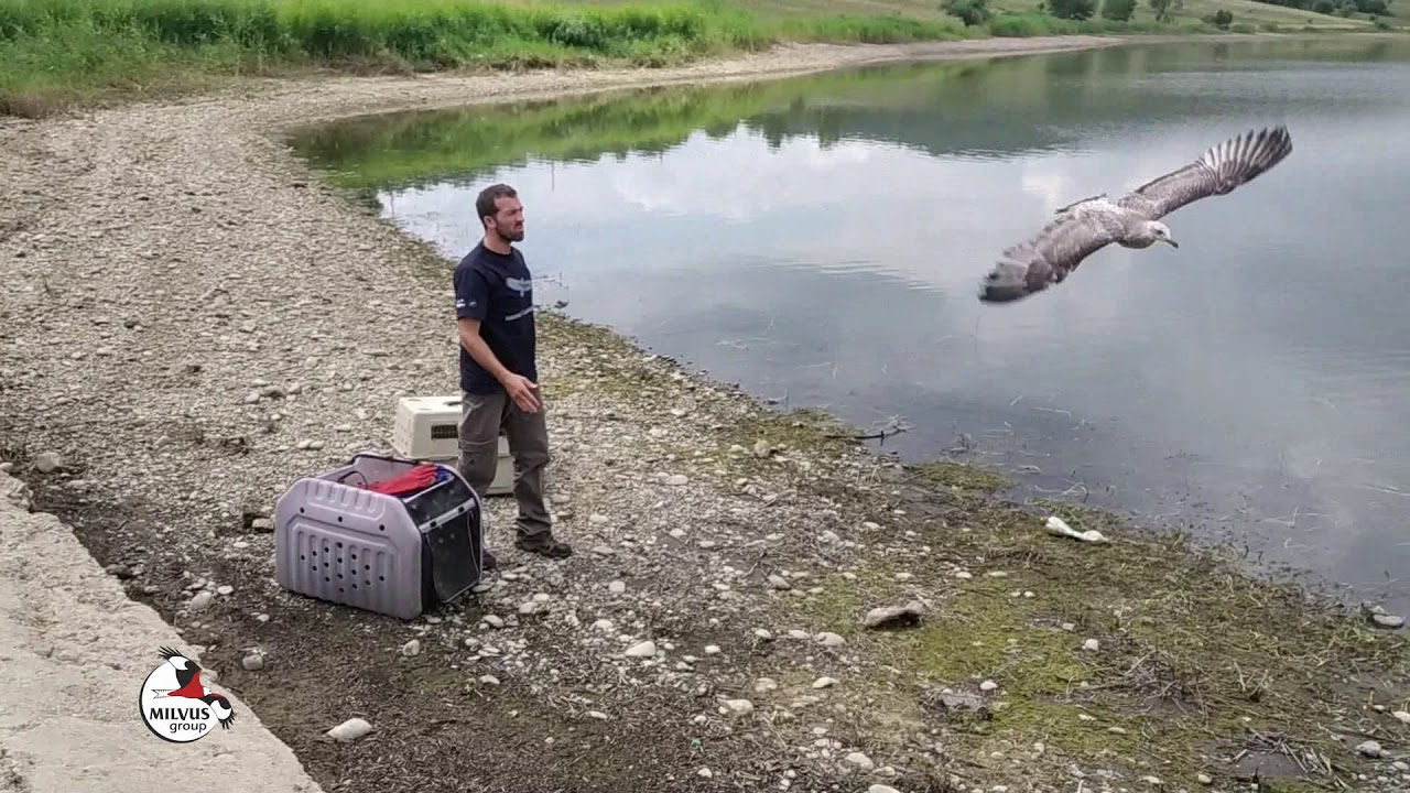 Sirályok szabadon engedése