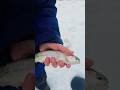 Video Thumbnail for Rainbow trout #icefishing #fishing #shorts #rainbowtrout