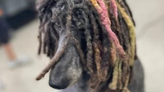 Pawesome! Metro Detroit stylist goes viral for doing dreadlocks on a dog