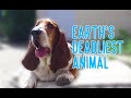 Earth S Deadliest Animal Basset Hound