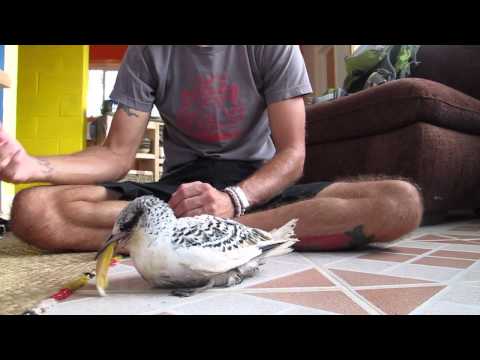 Tropicbird feeding