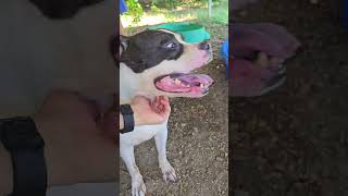 Video preview image #1 American Staffordshire Terrier-Unknown Mix Puppy For Sale in Jackson, MS, USA