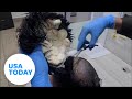 Man Caught Smuggling Drugs Under His Toupee USA TODAY