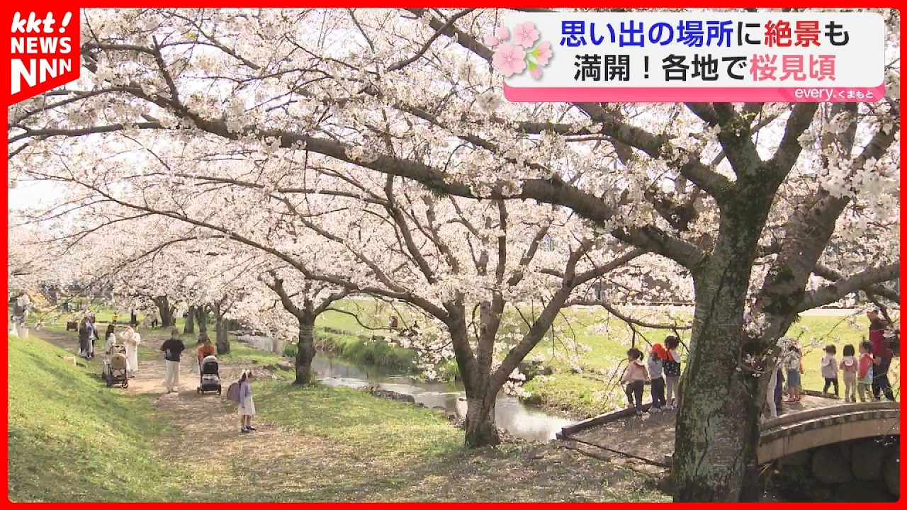 【満開】熊本はきょうから桜が見頃に 各地のサクラをお見せします！
