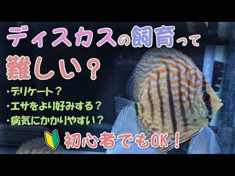 Symphysodon aequifasciatus (ディスカス)