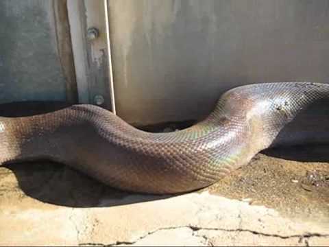 imprecionante serpiente gigante muerta