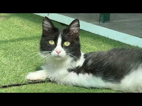 3-legged and blind cat in the cat house