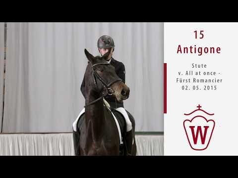 15 Antigone  Stute v. All at once - Fürst Romancier