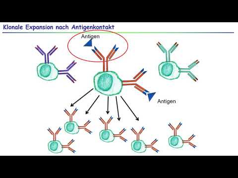 2.3 Primäre lymphatische Organe - Lymphozytenreifung