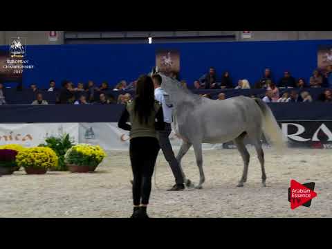 N.176 EMANDORISSA - Verona 2017 - 4-6 Years Old Mares (Class 7)