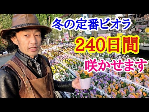 パンジーを植える: 5 つの創造的なアイデア 植物