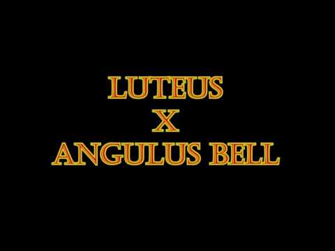 CANARIO BELGA CAMPAINHA   DUELO DE CANTOS   LUTEUS X ANGULUS BELL canary singing   Serinus canaria