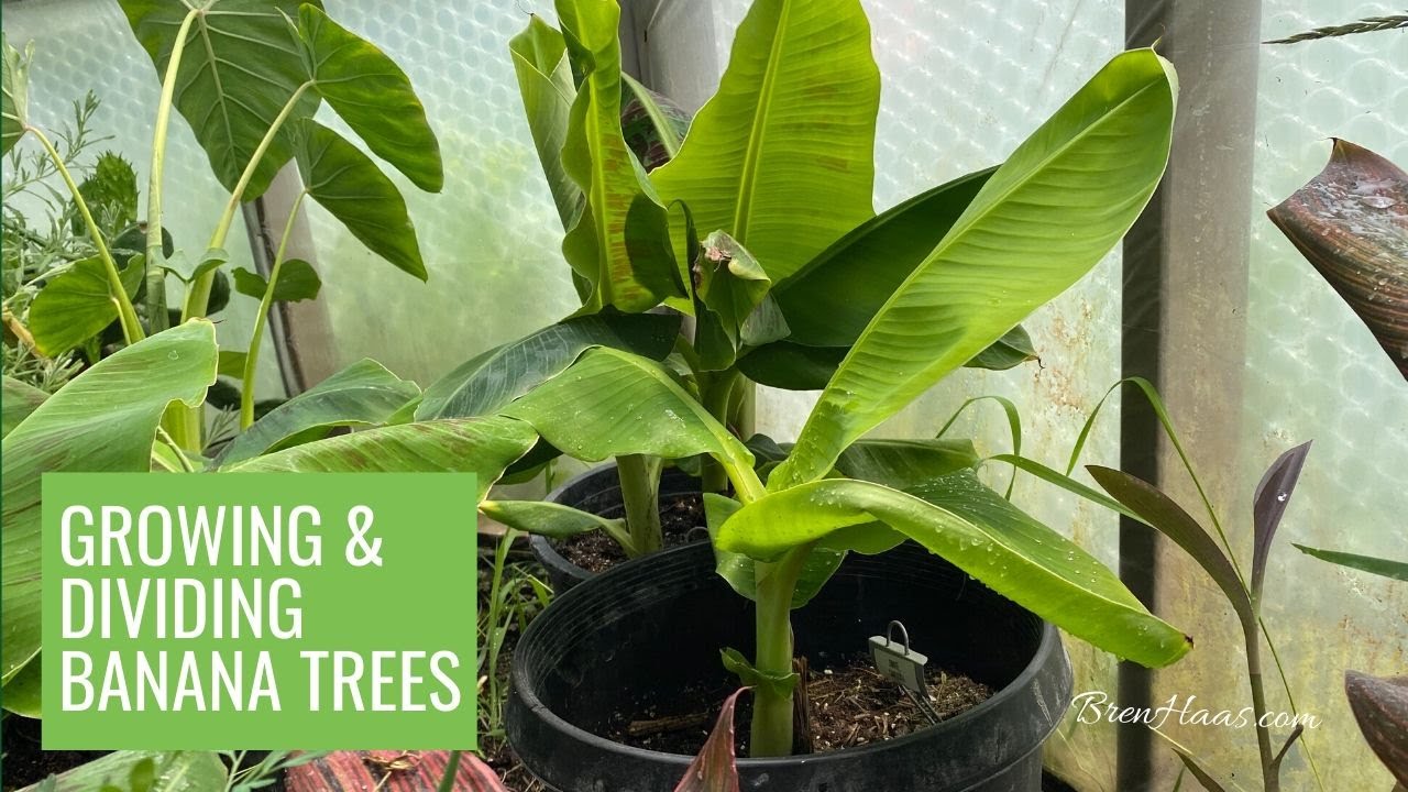 Growing and Dividing Truly Tiny and Dwarf Cavendish Banana Trees