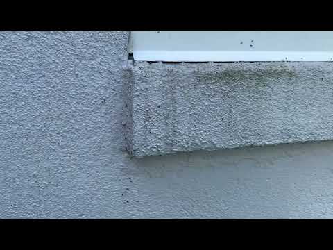 Ants Pouring Out of the Window Frame in Somerville, NJ