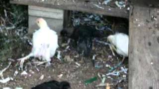 preview picture of video 'Baby chicks meet their new roomie: The Four-Legged Chicken'