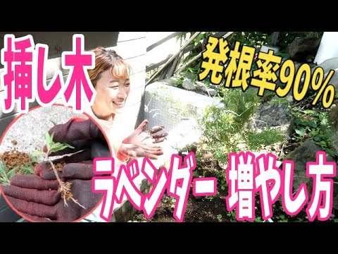 ラベンダーの剪定のお手入れ