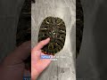 Red-eared Slider Isn't A Good Pet Like You Thought