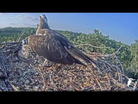 Podziņas arī vairāk nav.