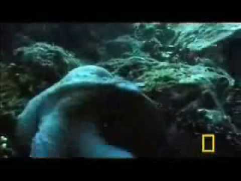 aquatica vs cosmic tone vs visual paradox--sub harmonic