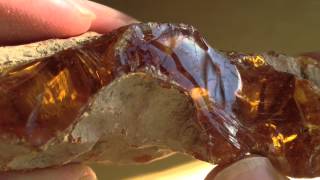 Real Fossilized Amber