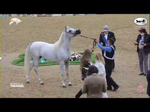 N 109 THAFER AL WAAB   6th Qatar Nat  Arabian Peninsula HS for individual Owners   Colts 3 Years Old