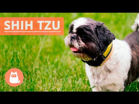download lagu mp3 mp4 Shih Tzu Temperament, download lagu Shih Tzu Temperament gratis, unduh video klip Shih Tzu Temperament